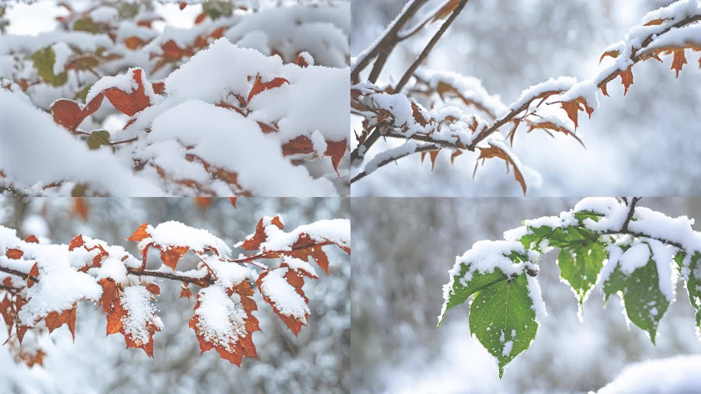 雪景  树叶  小草