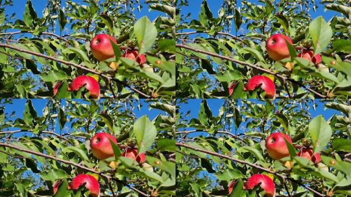 秋天花园里，一棵苹果树的树枝上挂着成熟的红苹果。丰收的季节。