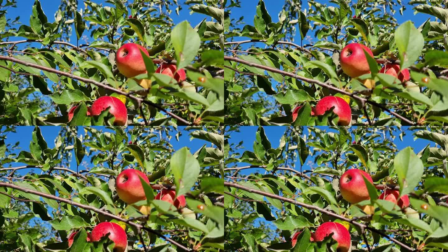 秋天花园里，一棵苹果树的树枝上挂着成熟的红苹果。丰收的季节。