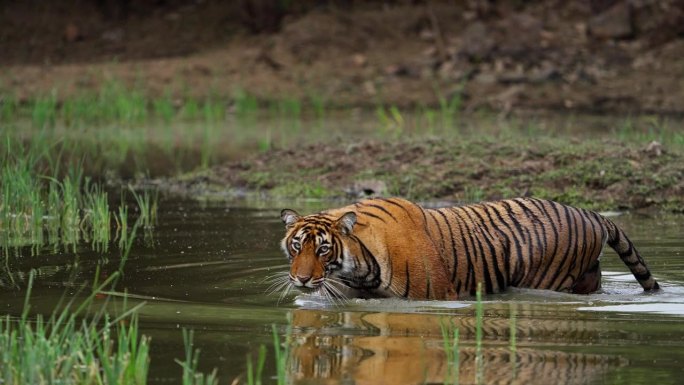 一只野生美丽的皇家孟加拉雌虎Panthera Tigris在印度森林的一个水池里游泳