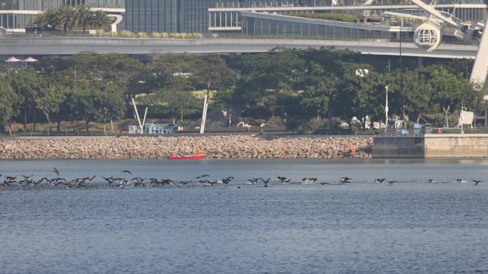 深圳前海欢乐港湾湾区之光