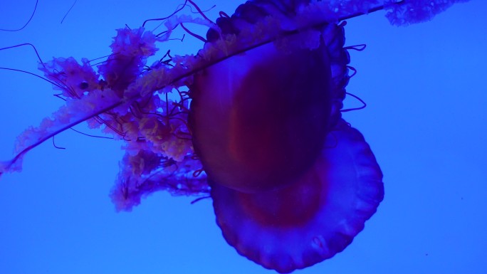 海洋馆海洋生物水母4k