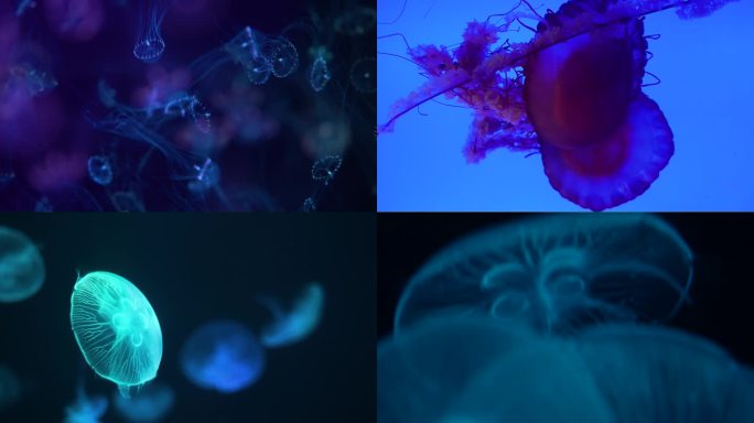 海洋馆海洋生物水母4k