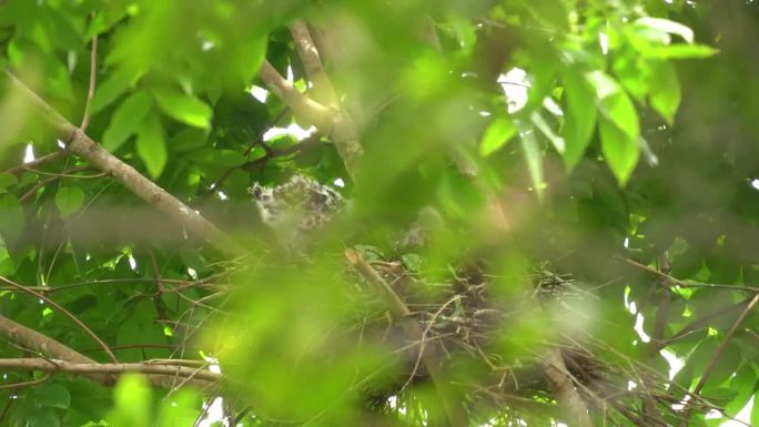 两只小凤头苍鹰在巢里，等着它们的父母带着食物来