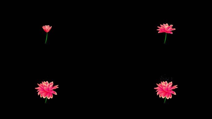 花朵PNG序列
