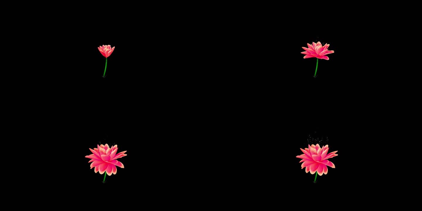 花朵PNG序列
