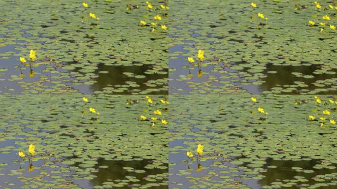 美丽的水面上的睡莲与黄色的花朵表面