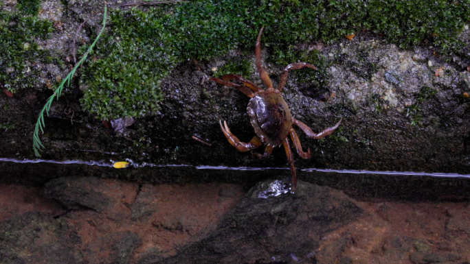 夏天小溪中的螃蟹在水中活动觅食