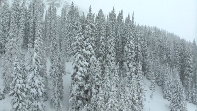 电影航拍科罗拉多冬春深粉雪雪覆盖树木洛夫兰滑雪场艾森豪威尔隧道库恩山偏远地区1970沉重的大陆分水岭
