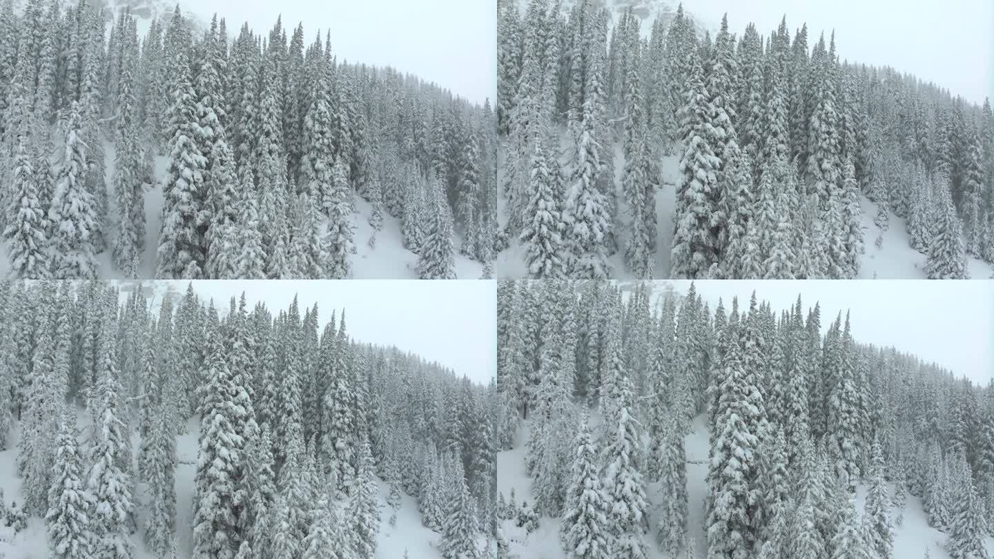 电影航拍科罗拉多冬春深粉雪雪覆盖树木洛夫兰滑雪场艾森豪威尔隧道库恩山偏远地区1970沉重的大陆分水岭