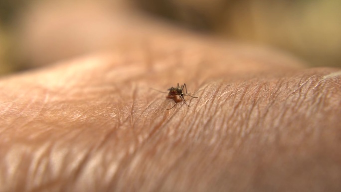 蚊子寄生在皮肤上，吸食血液