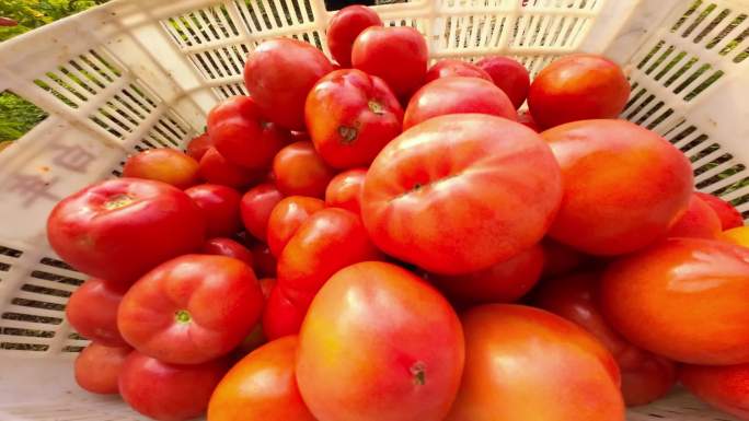 采摘大棚圣女果小番茄西红柿菜园果园
