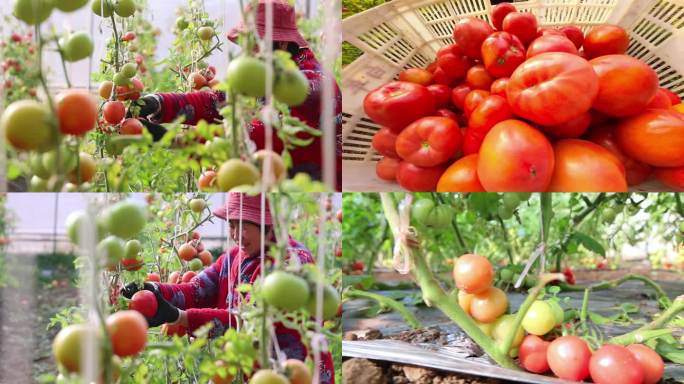 采摘大棚圣女果小番茄西红柿菜园果园