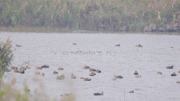 野生鸟类-湿地水鸟群