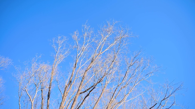 冬季晴天蓝天下的树枝随风摆动仰拍