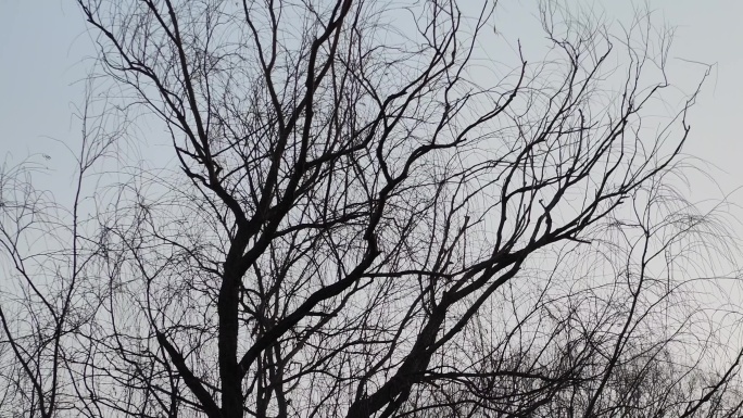 树杈上的鸟儿歇息