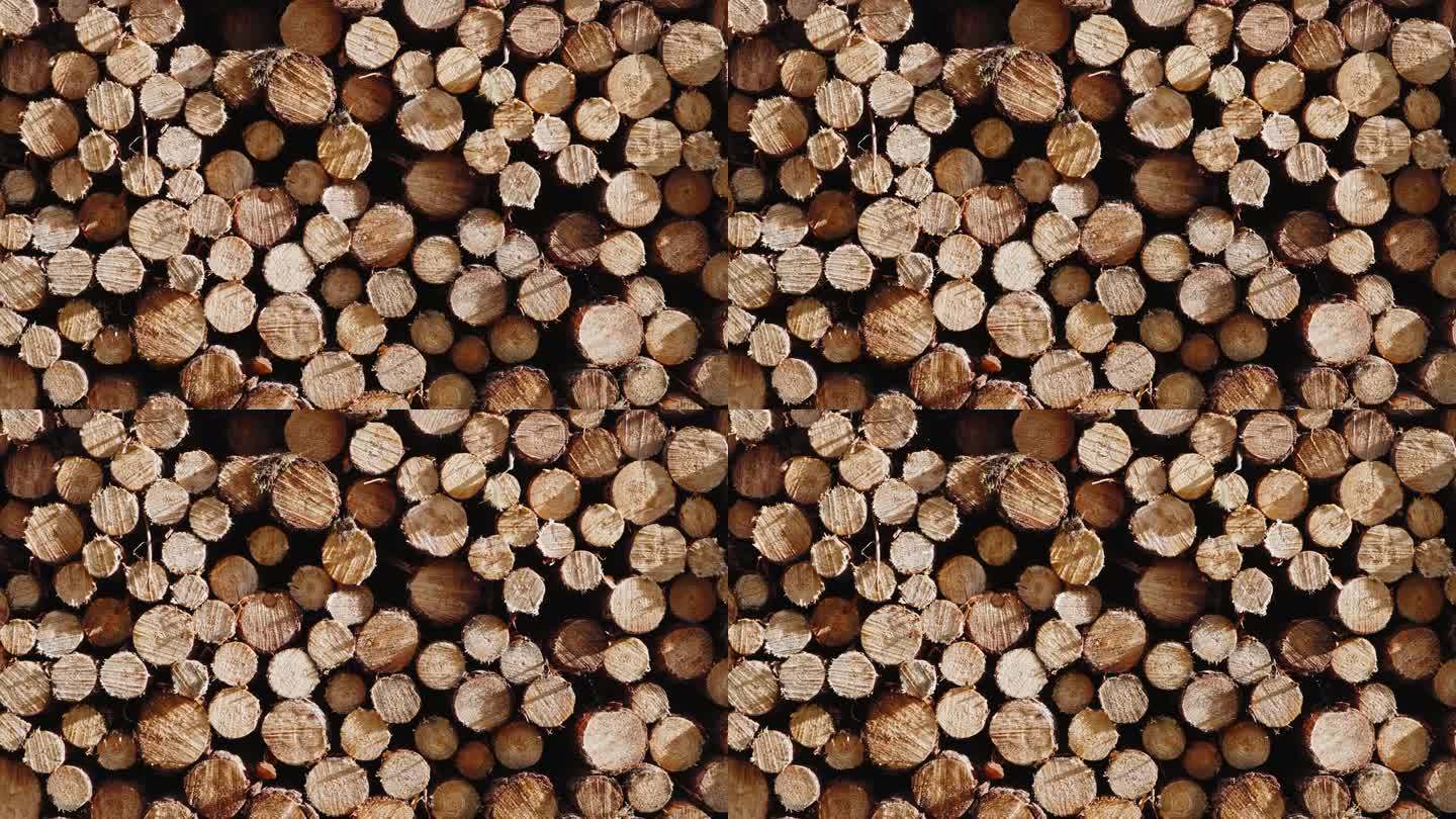 林木树干桩，采伐木材工业用材。沿着道路砍树。堆叠日志。秋天的林地背景。阳光明媚的森林。全球变暖，种植