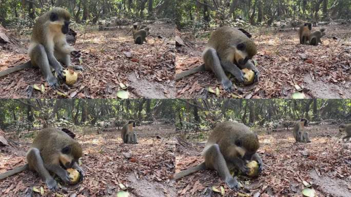 冈比亚比吉洛森林公园里，绿绒猴在吃东西和玩耍
