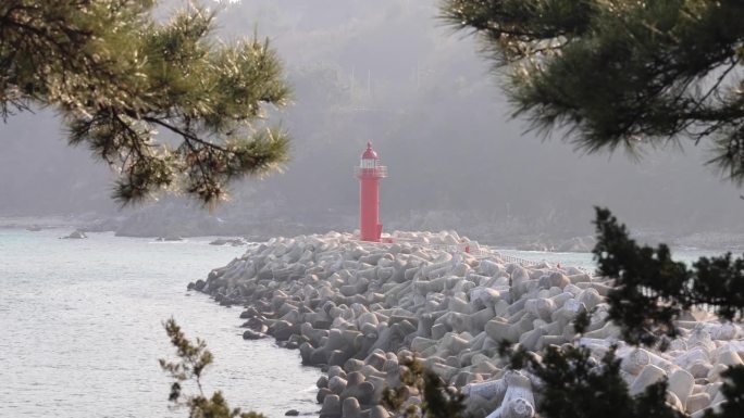 新南港的红灯塔穿过松叶