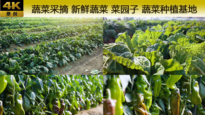 蔬菜采摘 新鲜蔬菜 菜园子 蔬菜种植基地