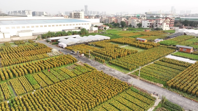 中国广东省佛山顺德区陈村花卉世界年桔盆栽