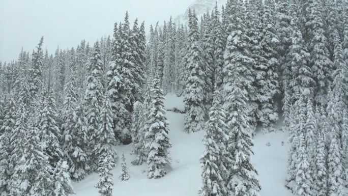 电影航拍科罗拉多冬春深粉雪雪覆盖树木洛夫兰滑雪胜地艾森豪威尔隧道库恩山偏远地区70沉重的大陆分水岭落