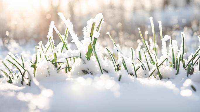 雪景  树叶 小草上的雪