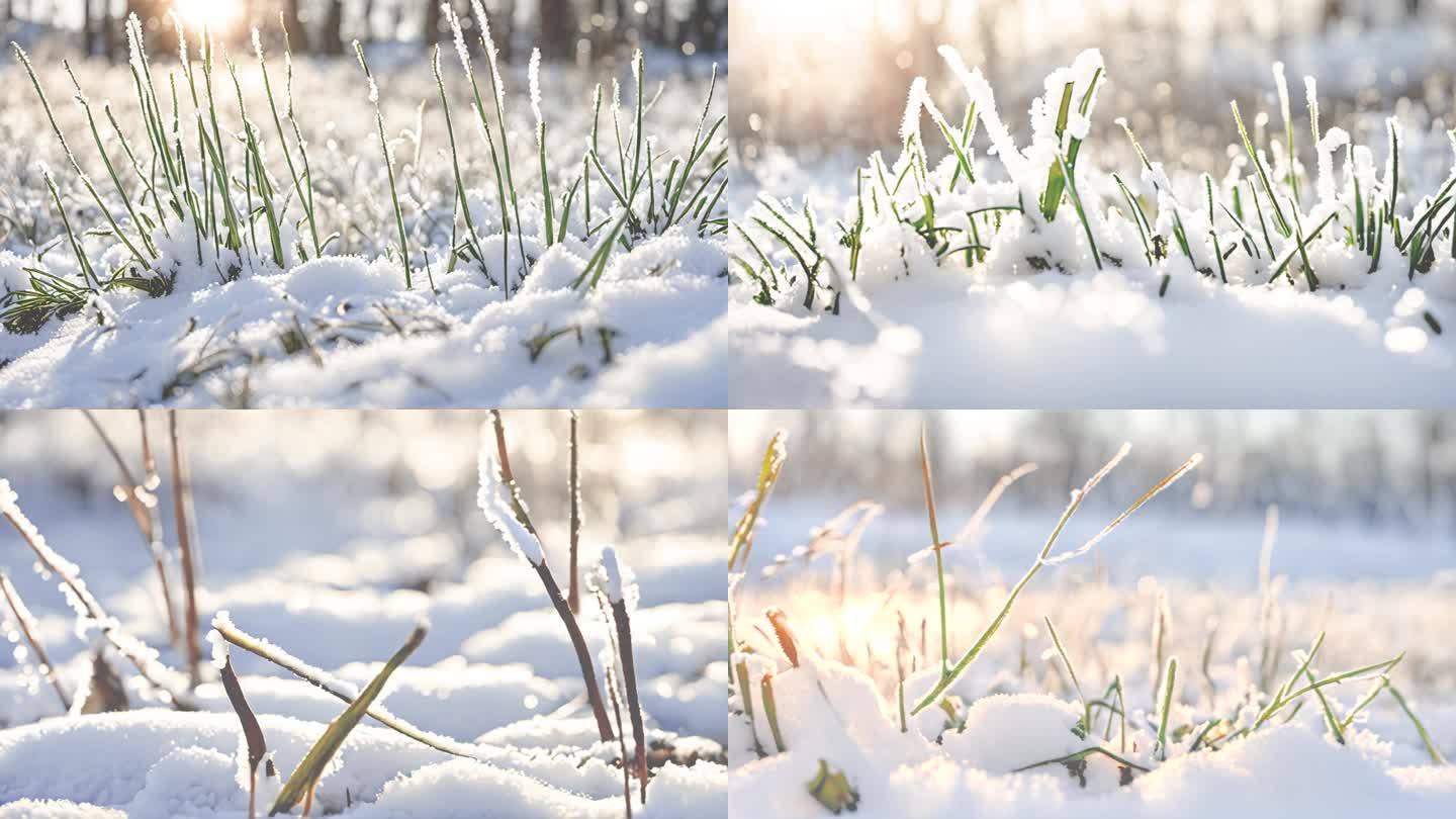 雪景  树叶 小草上的雪