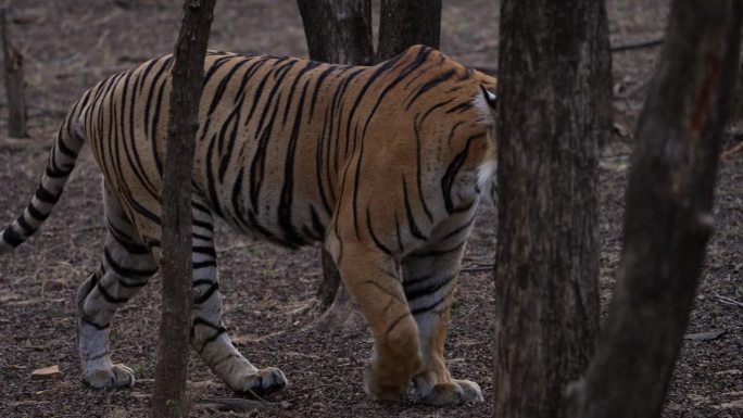 一只孟加拉雌虎走在印度森林的树林里