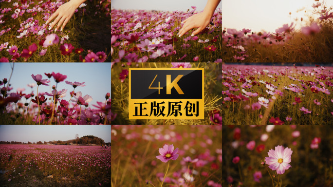 花海秋英秋樱大波斯菊抚摸花朵蜜蜂采蜜