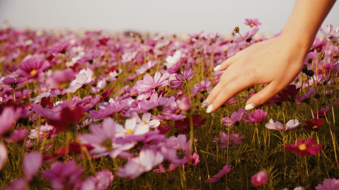 花海秋英秋樱大波斯菊抚摸花朵蜜蜂采蜜