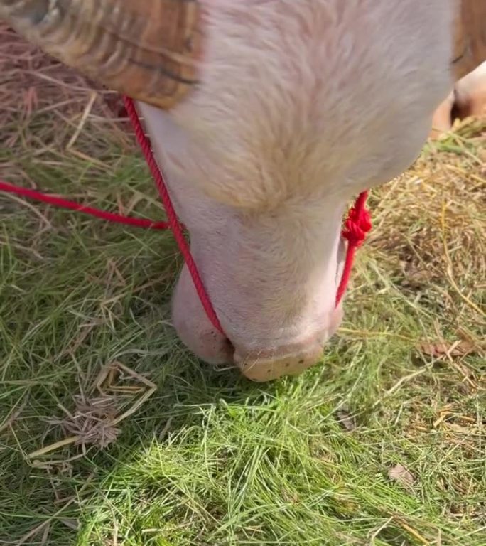 一只白水牛吃草的特写。