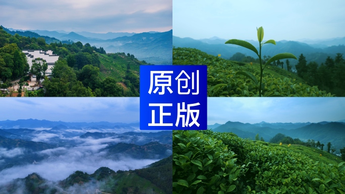 茶山茶园茶庄高山茶梯田