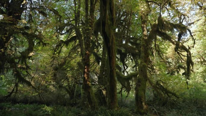美国华盛顿奥林匹克国家公园Hoh雨林中长满苔藓和灌木的树木