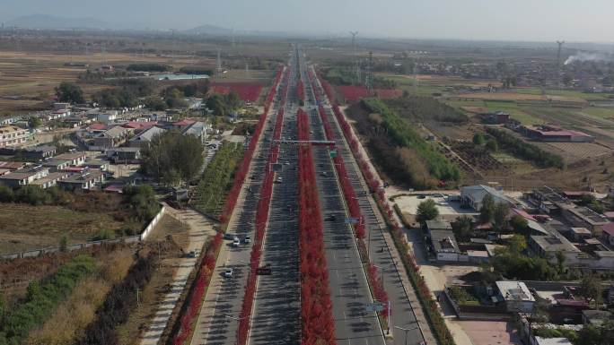 秦皇岛 枫林大道 航拍 4k 原素材