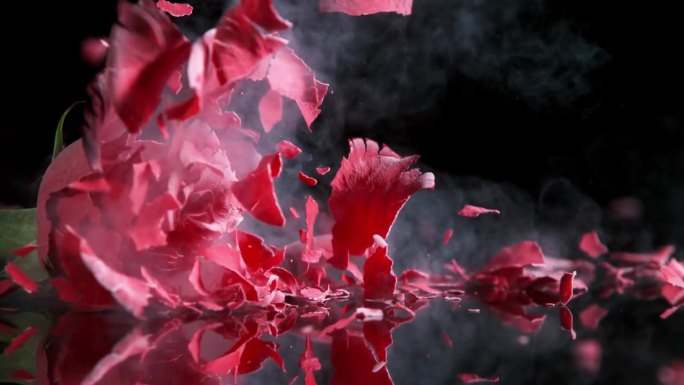 被液氮冷冻的红玫瑰碎裂头的超级慢镜头。