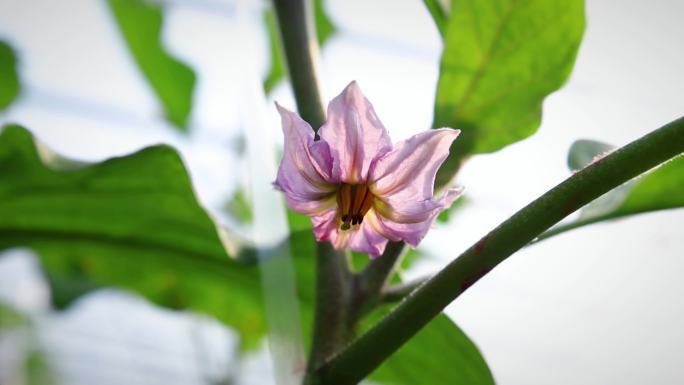 大棚蔬菜茄子 长条茄子 茄子花