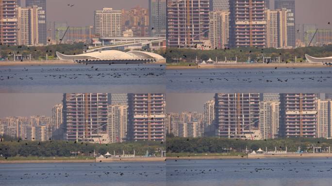 深圳前海欢乐港湾湾区之光