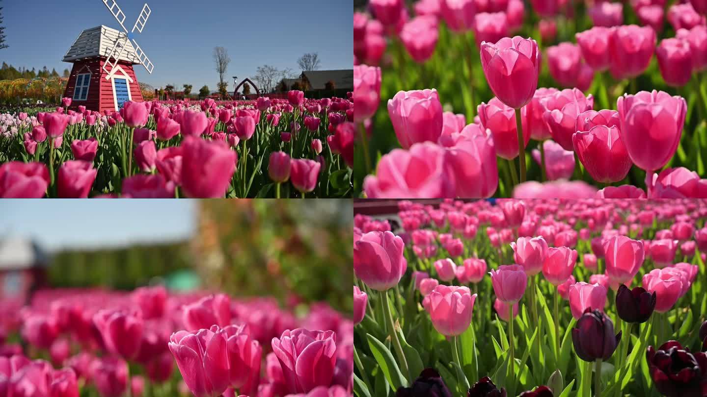 昆明的郁金香花海