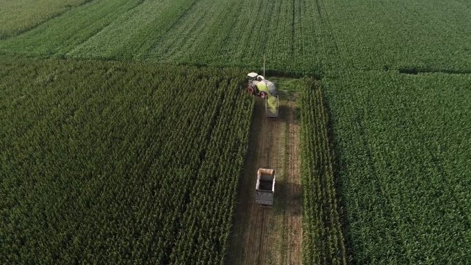 中国北方，收割绿玉米的收割机