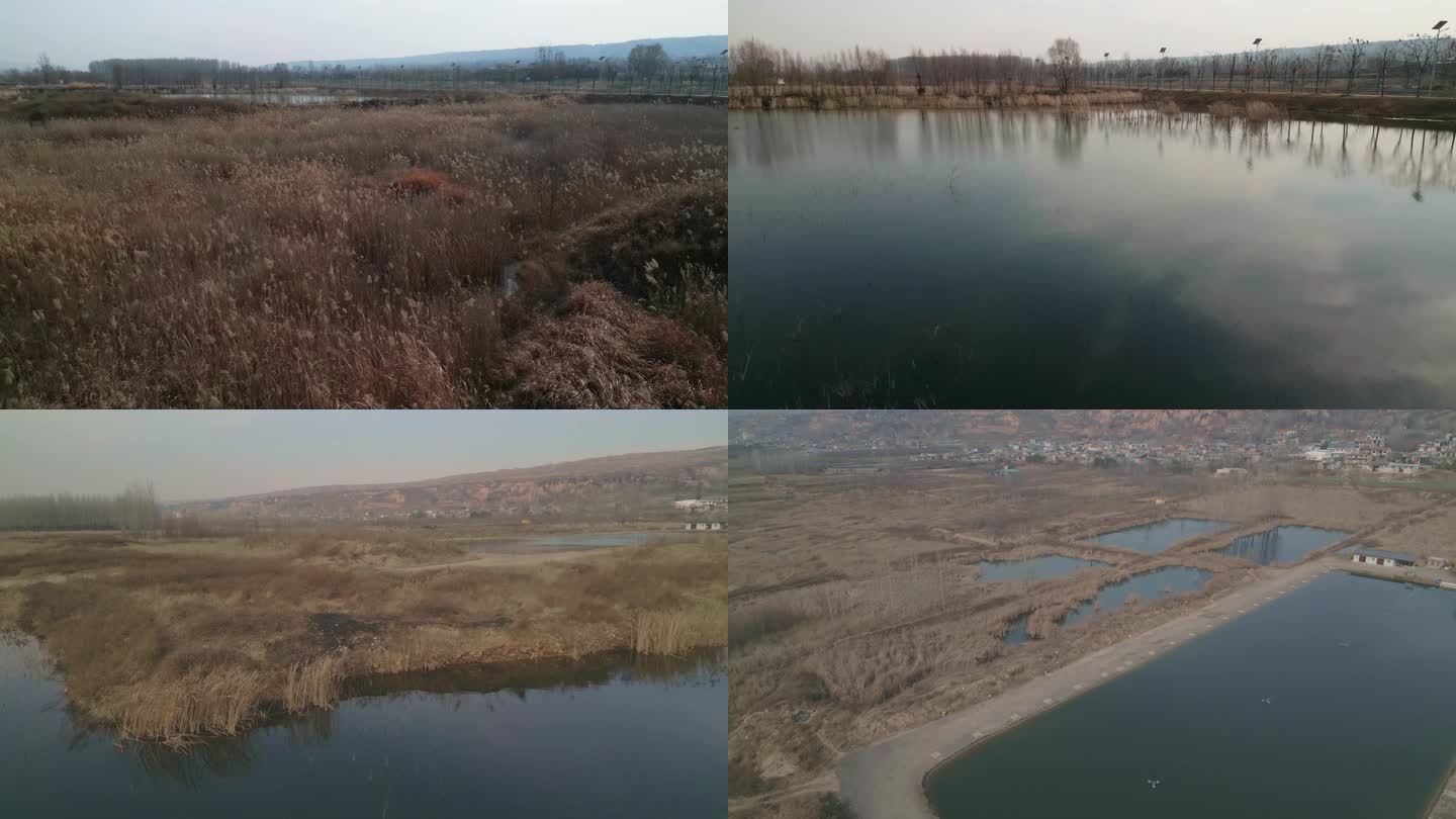 航拍冬天鱼塘 芦苇荡 湿地  荒草 河道