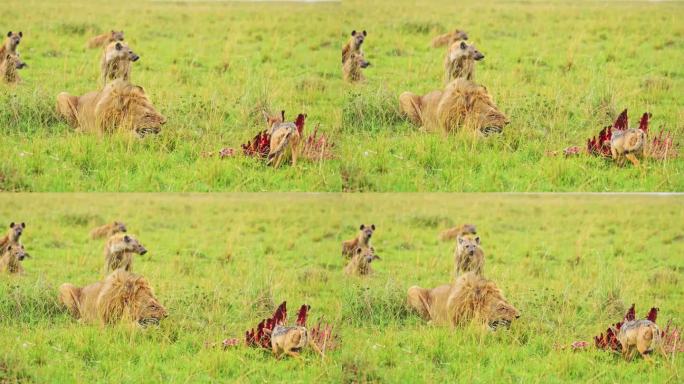 在郁郁葱葱的马赛马拉，雄狮躺着吃猎物，鬣狗和豺狼耐心地等待着。肯尼亚的非洲野生动物，马赛马拉的非洲野