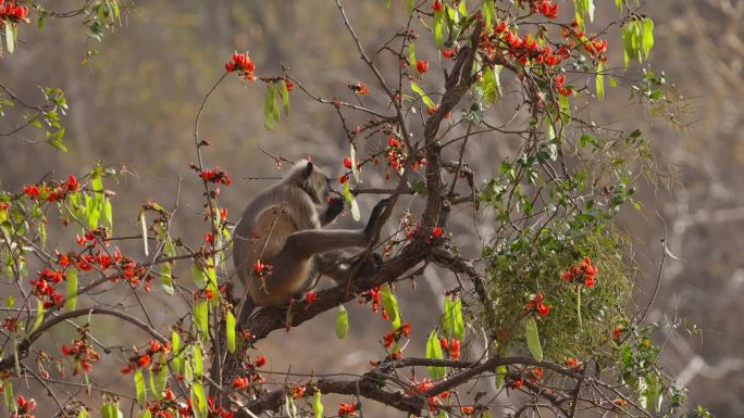 哈奴曼叶猴坐在一棵Palash树上吃Palash的花