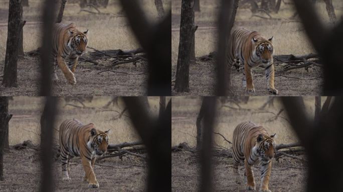 一只孟加拉雌虎走在印度森林的树林里