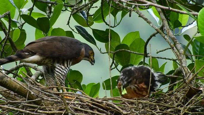 一只棕色羽毛的成年凤头苍鹰正被一只绿色变色龙喂食
