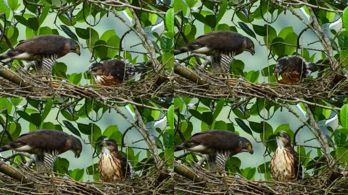 一只棕色羽毛的成年凤头苍鹰正被一只绿色变色龙喂食