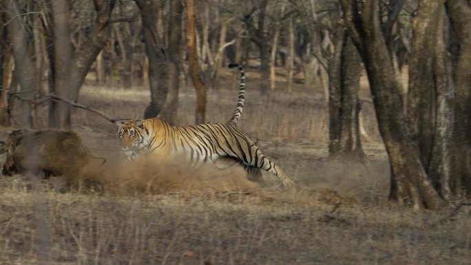 一只野生皇家孟加拉雌虎或底格里斯虎正在追捕野猪并拖着猎物