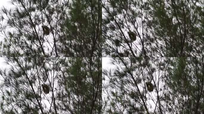 一群织布鸟窝挂在森林的树上