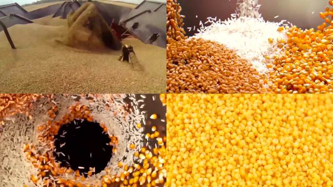 粮食安全宣传 金色麦田 丰收麦子农民丰收