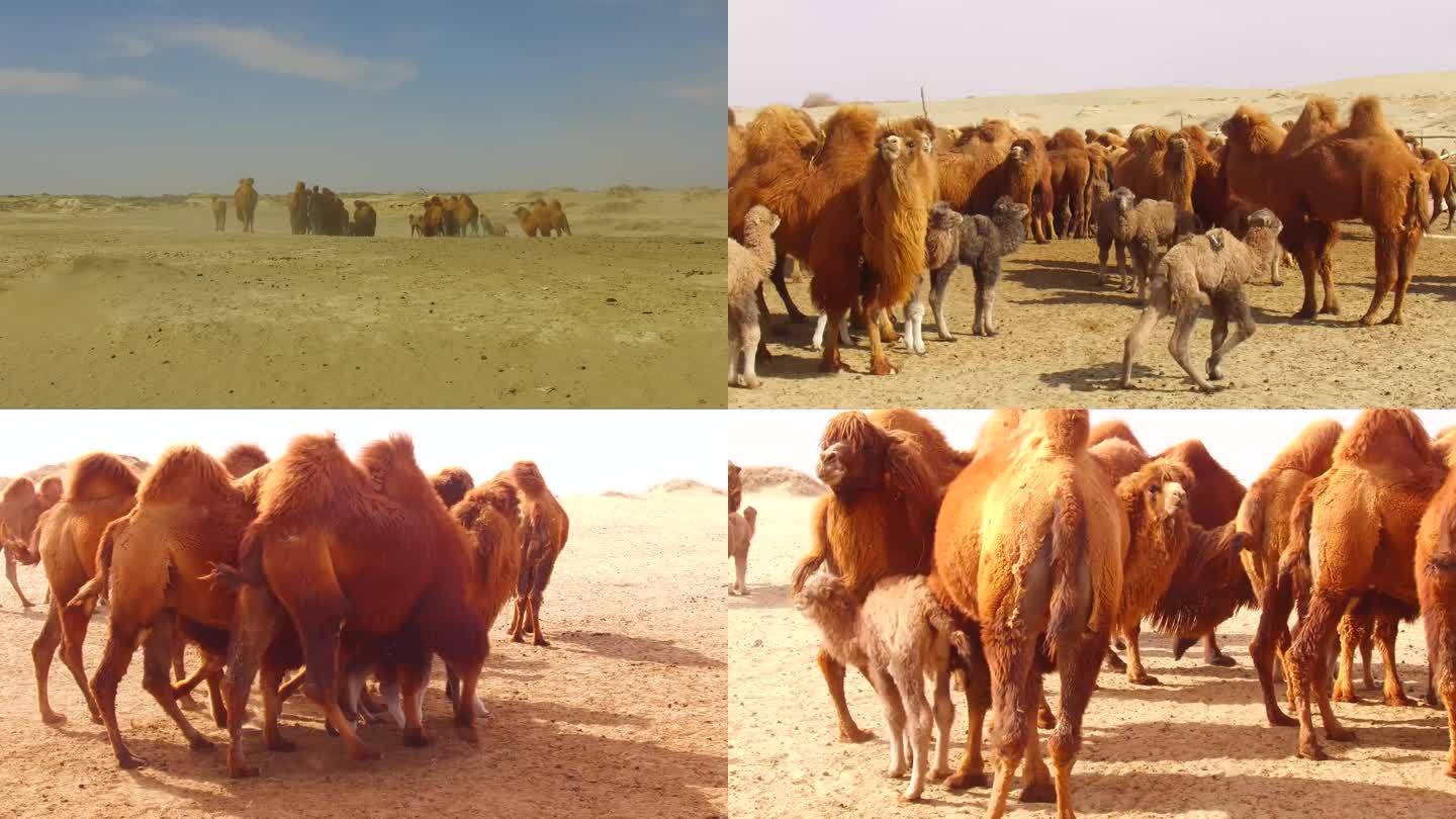 戈壁沙漠骆驼群